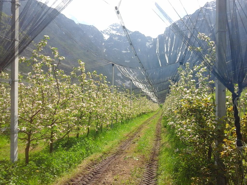 Agriturismo Pian Dei Tass Барчис Экстерьер фото